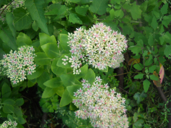 DSCN5166