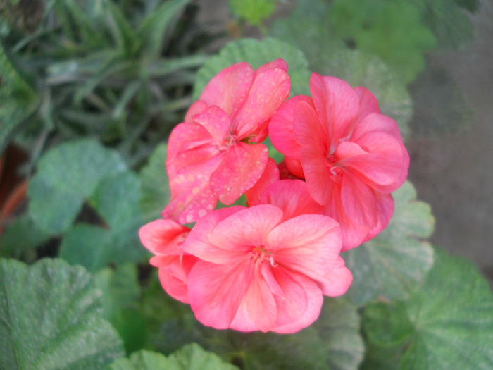 DSCN5176