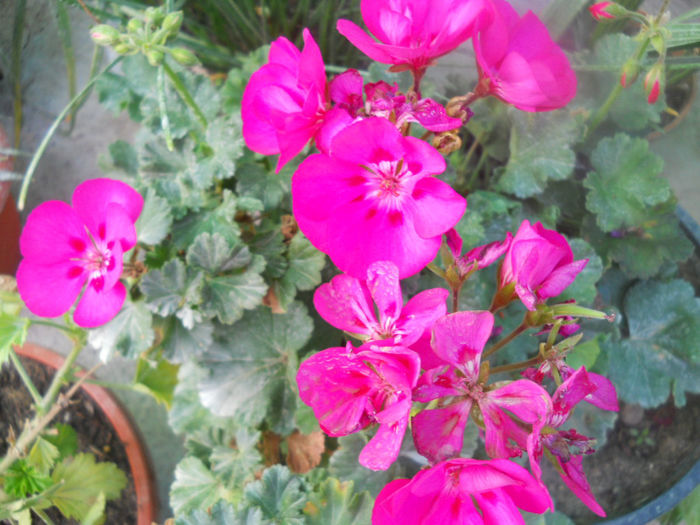 DSCN5173