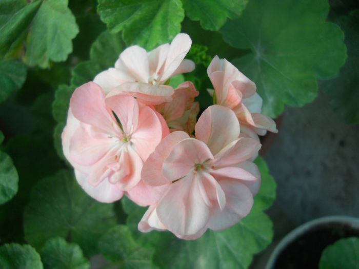 DSCN5174