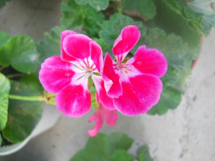 DSCN5175