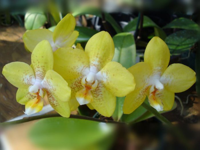 Phalaenopsis (poza nu-mi apartine) - Orhidee