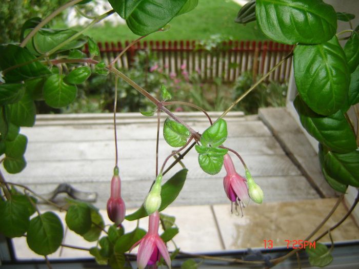 fucsia flori