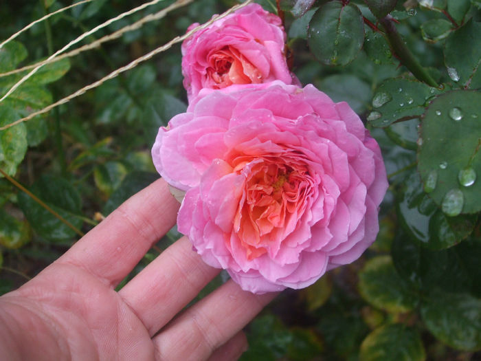 Florajet
