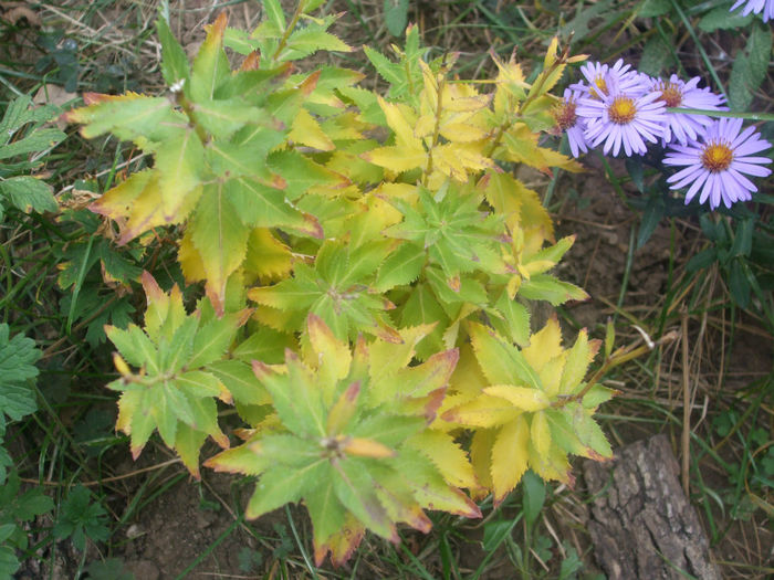 DSCF2879