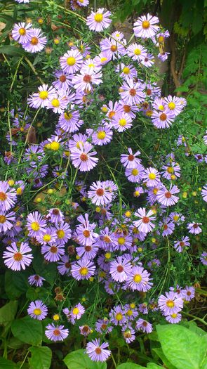 DSC_2463 - Aster