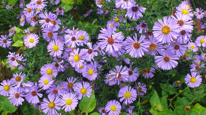 DSC_2462 - Aster