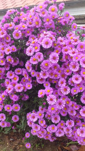 DSC_2458 - Aster