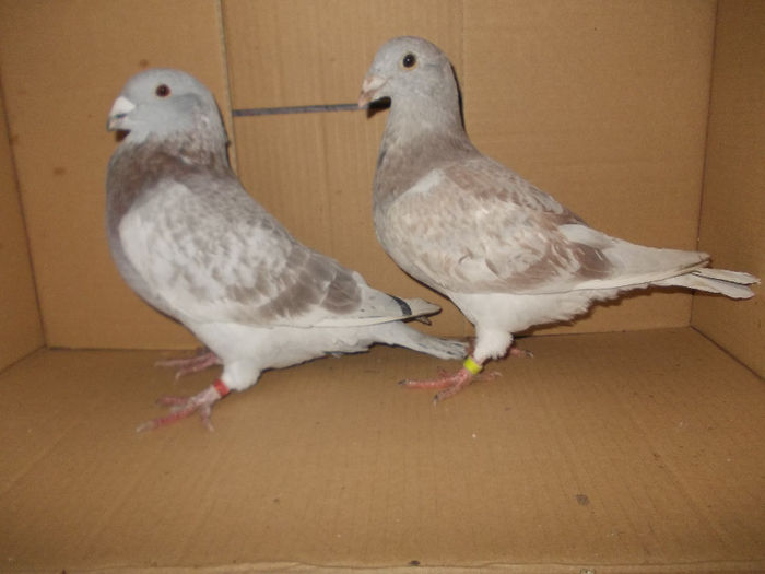 aceiasi - VOIAJORI STANDARD