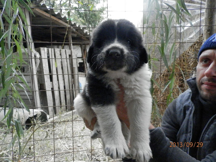 MASCUL 5 DAT BUZAU - CUIB SEPTEMBRIE 2013 ALUNA SI MAX