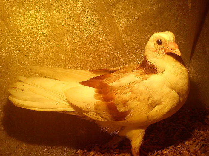 tata cazator mama moriscara