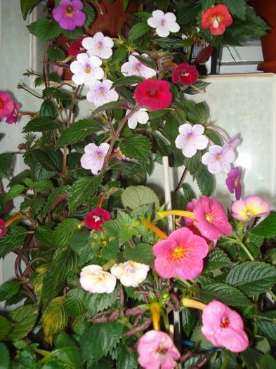 DSC09616 - ACHIMENES