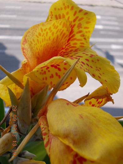 30 septembrie 2013-flori 033 - canna indica