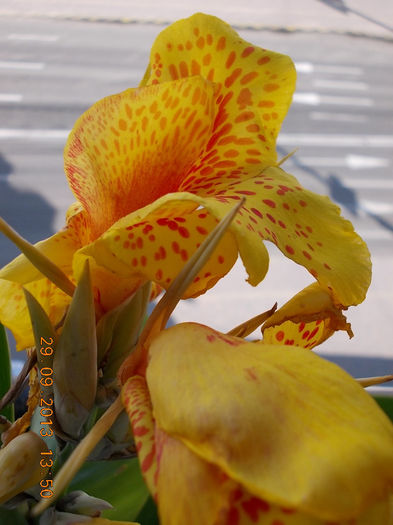 30 septembrie 2013-flori 034 - canna indica