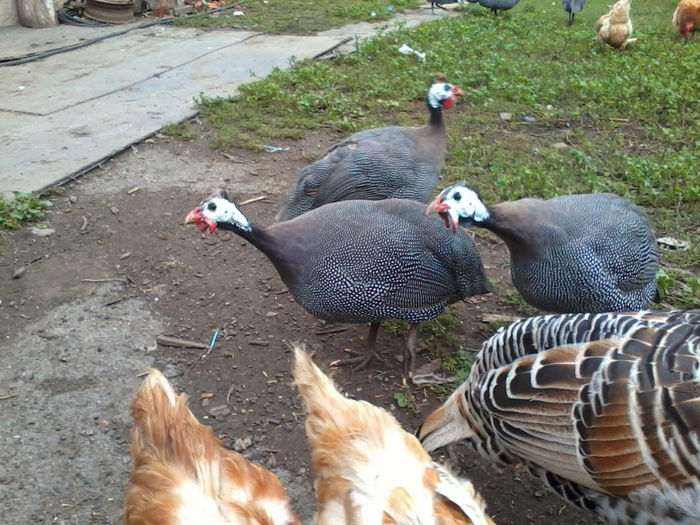 Bibilici; 2013-09-14 11.01.15

