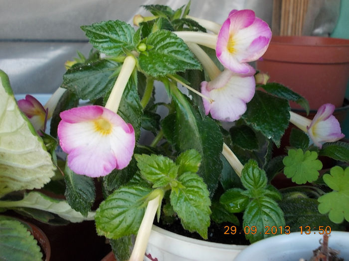 30 septembrie 2013-flori 039 - achimenes