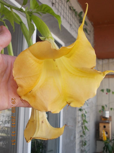 30 septembrie 2013-flori 044 - brugmansia si datura