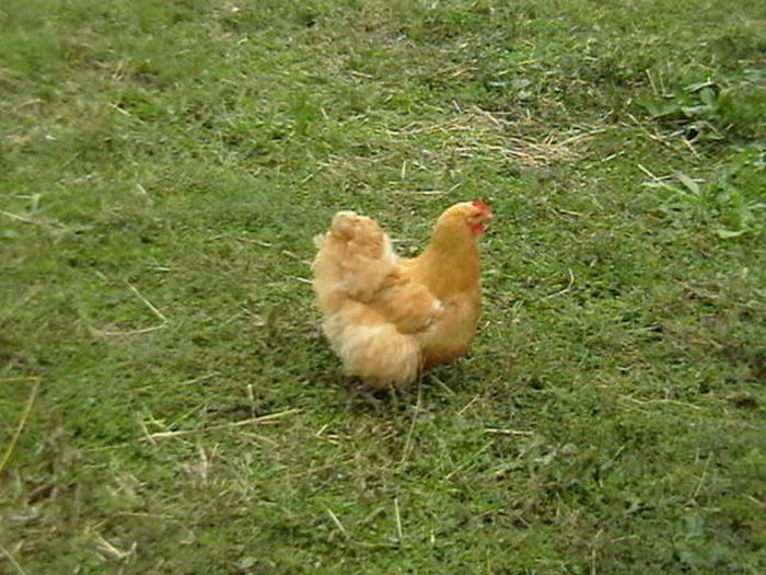 IMGA0902 - G ORPINGTON GALBEN