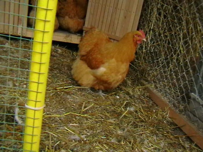 IMGA0907 - G ORPINGTON GALBEN