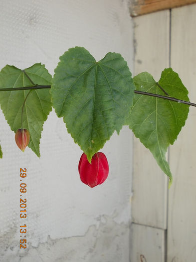 30 septembrie 2013-flori 055