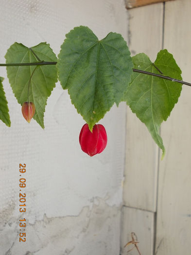 30 septembrie 2013-flori 056