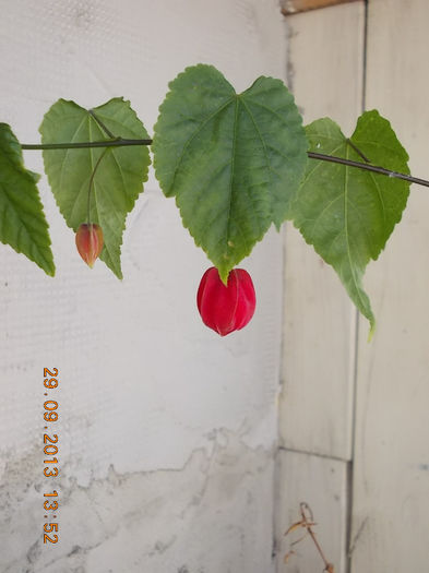 30 septembrie 2013-flori 057