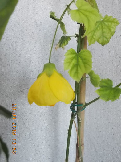 30 septembrie 2013-flori 070