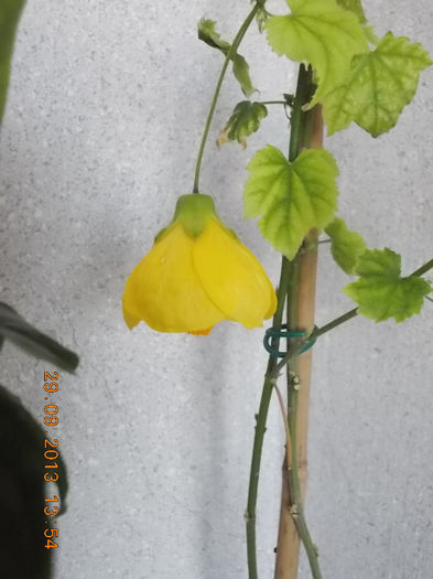 30 septembrie 2013-flori 071
