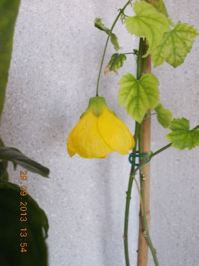 30 septembrie 2013-flori 072