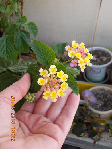 30 septembrie 2013-flori 061 - lantana camara