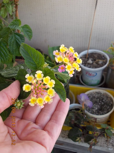 30 septembrie 2013-flori 062 - lantana camara