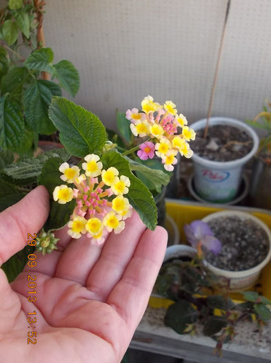 30 septembrie 2013-flori 063 - lantana camara