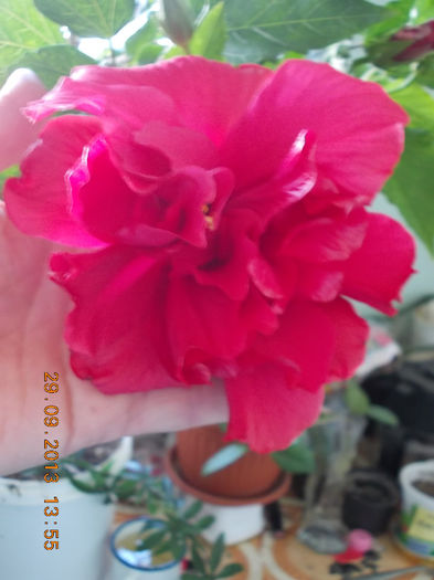 30 septembrie 2013-flori 074 - hibiscus -1
