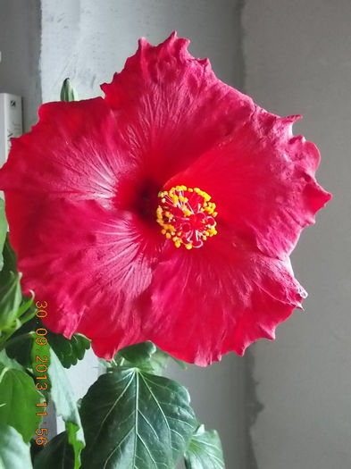 30 septembrie 2013-flori 101 - hibiscus -1