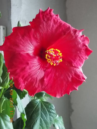 Hibiscus Helene - hibiscus -1