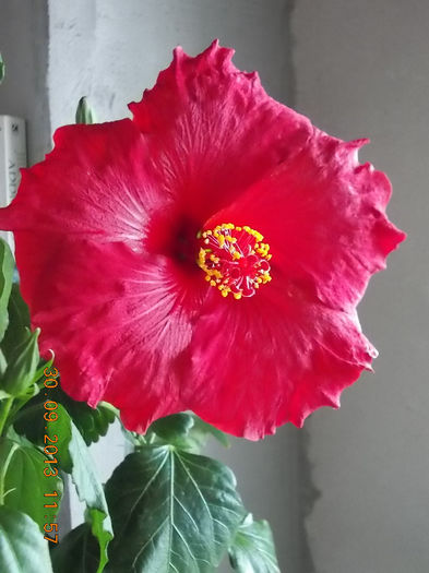 30 septembrie 2013-flori 103 - hibiscus -1