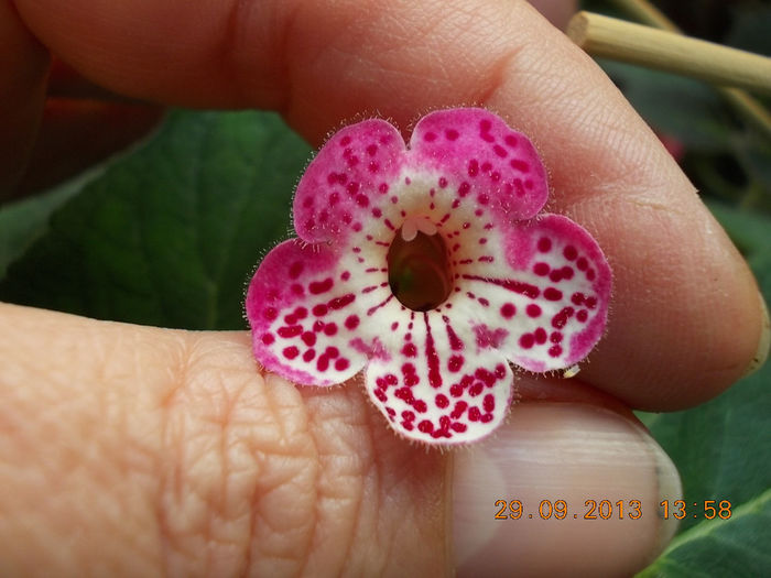 30 septembrie 2013-flori 086 - kohleria