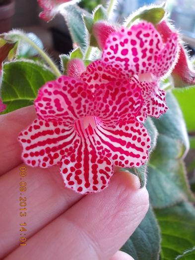 12 septembrie 2013-flori 113 - kohleria