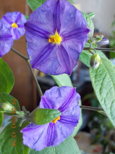 30 septembrie 2013-flori 091 - solanum rantonettii