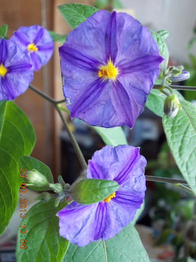 30 septembrie 2013-flori 092 - solanum rantonettii