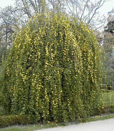 Jasminum nudiflorum-iasomie de iarna; toma cristina
