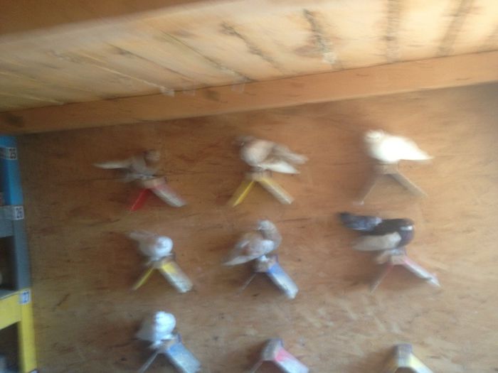 suceava porumbei 050