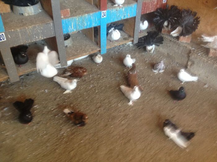 suceava porumbei 052