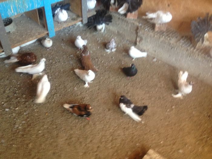 suceava porumbei 053