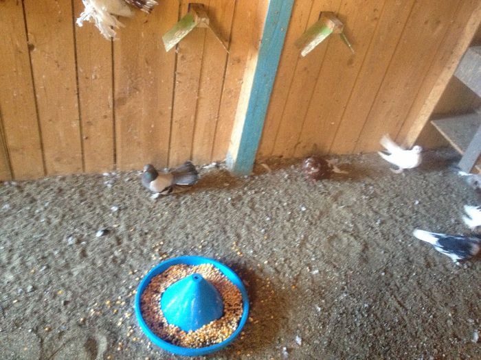 suceava porumbei 055