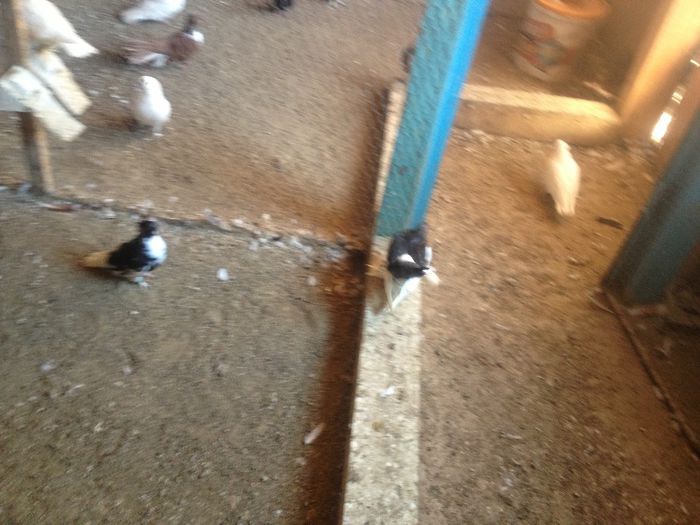 suceava porumbei 058