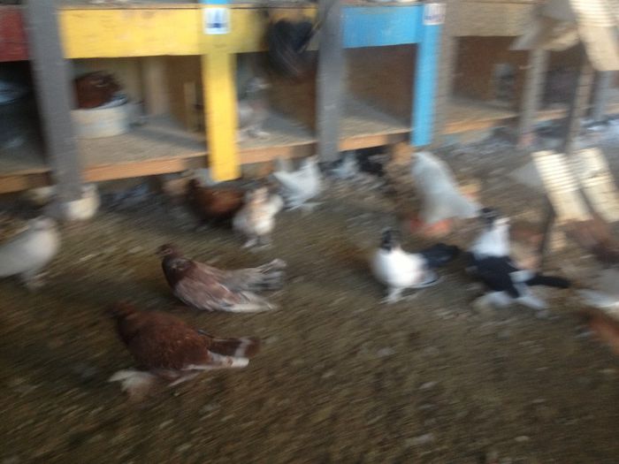 suceava porumbei 097