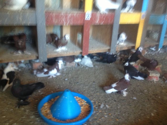 suceava porumbei 109