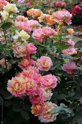 ROSE DES CISTERSIENS-cumparat