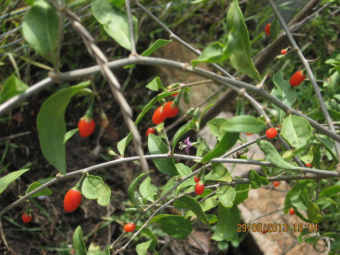 si poate imi spuneti si mie......